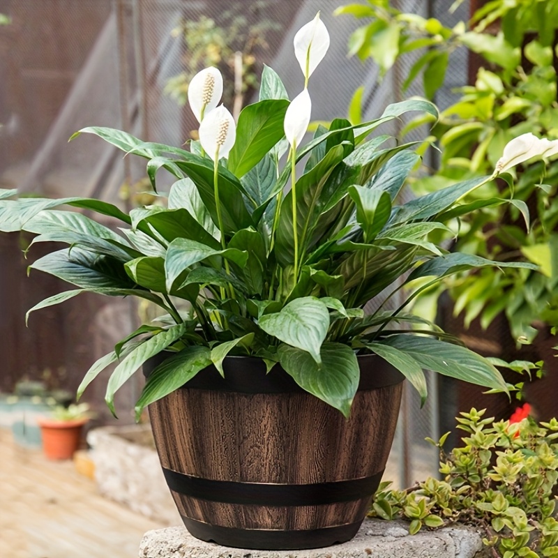 Durable Plastic Round Elegant  - огляд і ціна Aloe Vera Pot