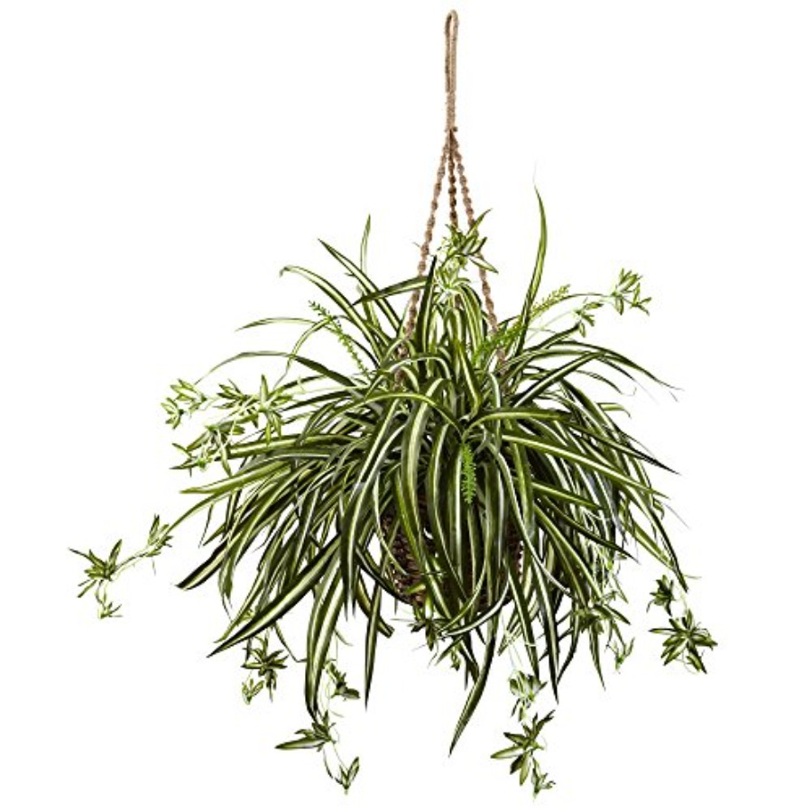 Spider Plant Hanging Basket - огляд і ціна Spider Plant Hanging