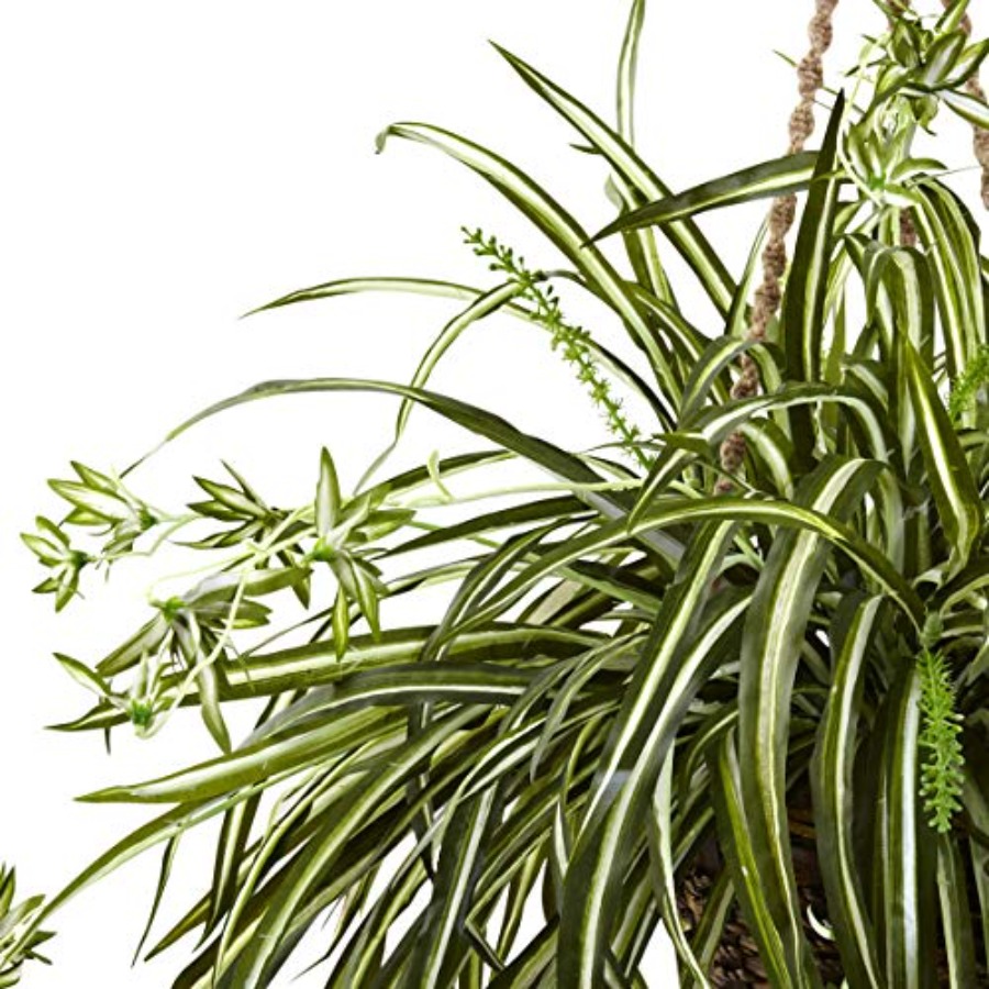 Spider Plant Hanging Basket - огляд і ціна Spider Plant Hanging
