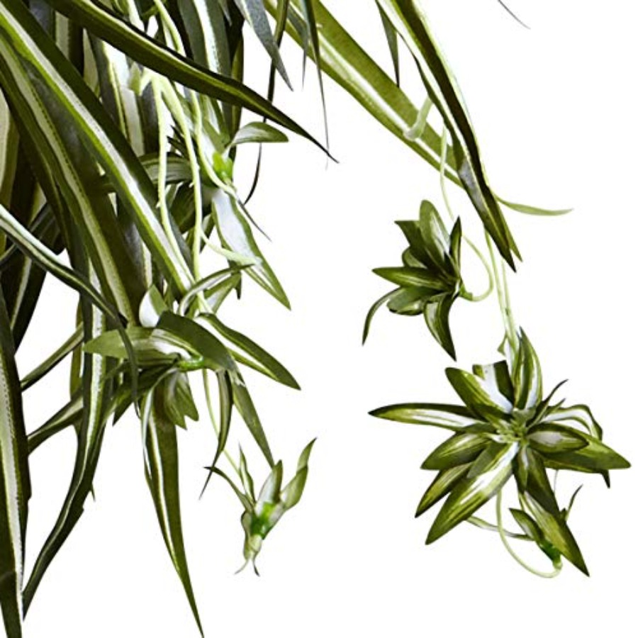 Spider Plant Hanging Basket - огляд і ціна Spider Plant Hanging