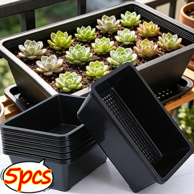 Succulent Plants Seedling Tray - огляд і ціна Echeveria Succulent