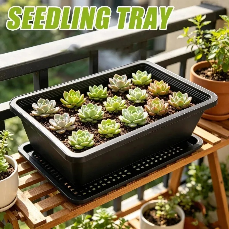 Succulent Plants Seedling Tray - огляд і ціна Echeveria Succulent