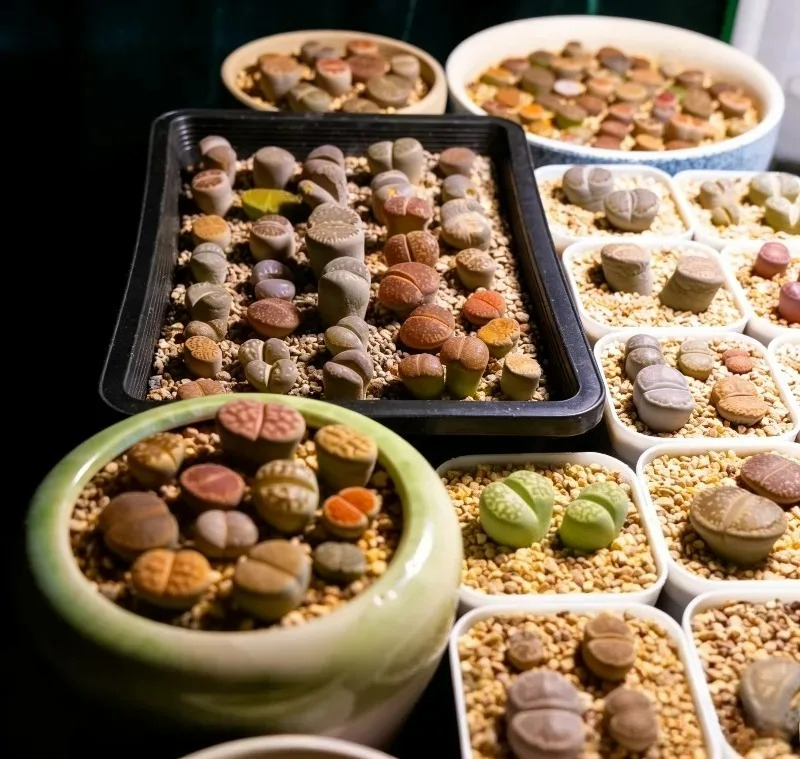 Succulent Plants Seedling Tray - огляд і ціна Echeveria Succulent