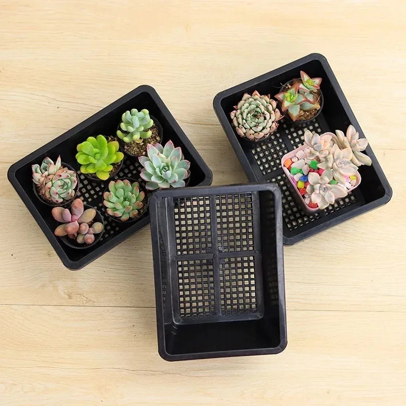 Succulent Plants Seedling Tray - огляд і ціна Echeveria Succulent