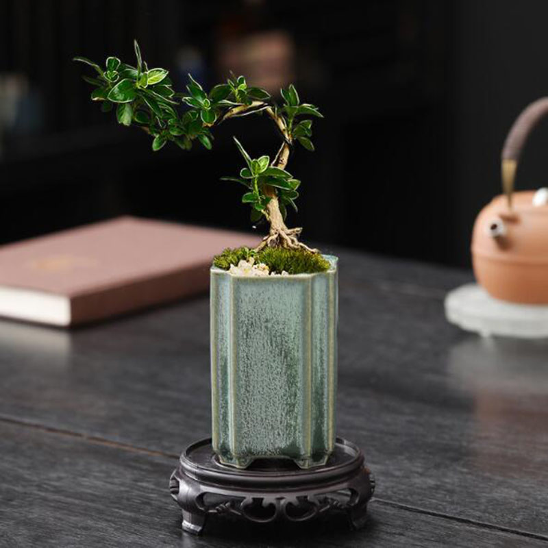 Porcelain Square Celadon Glaze - огляд і ціна Pilea Peperomioides
