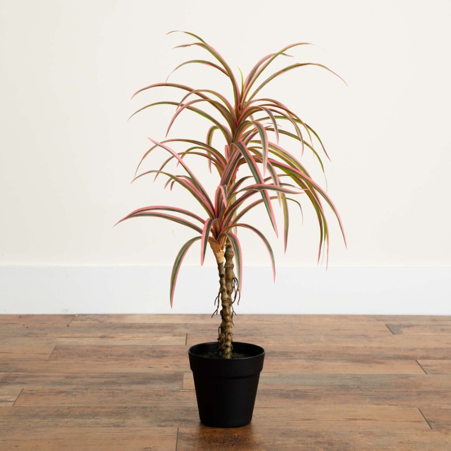 Dracaena Marginata Artificial  - огляд і ціна Dracaena Marginata