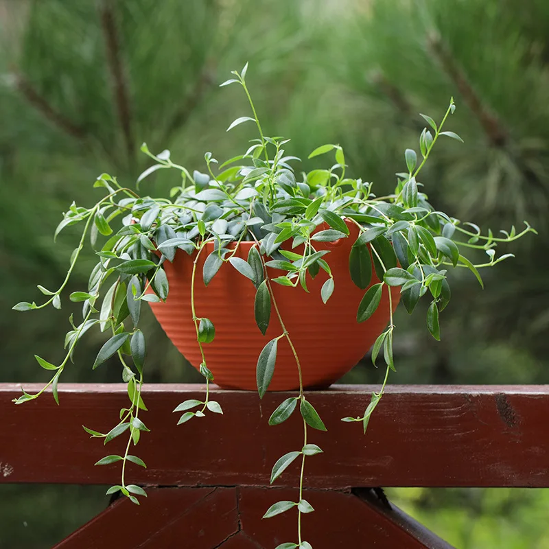 Creative Chinese Ceramic Flowe - огляд і ціна Pilea Peperomioides